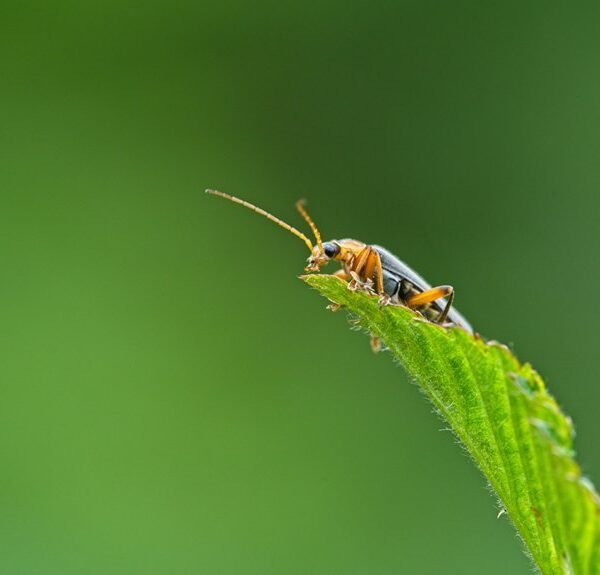 a beginner s guide evebiohaztech bug fixes
